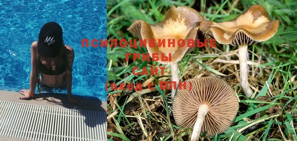 PSILOCYBIN Аркадак
